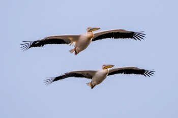  Rosapelikan - Great White Pelican - Pelecanus onocrotalus 