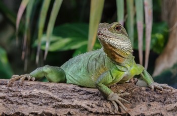  Bartagame - bearded dragon - Pogona 